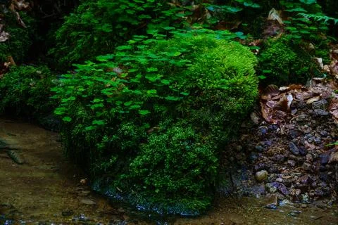 Small stream flowing over green moss covered rocks Stock Photos