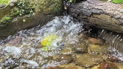 Small Stream Flowing over Rocks and Fallen Log Stock Footage 287072226