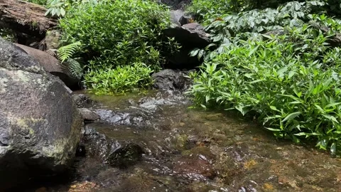 Small Stream Flowing Over Rocks Through Lush Green Plants, Static Low Angle Shot Stock Footage 324851433