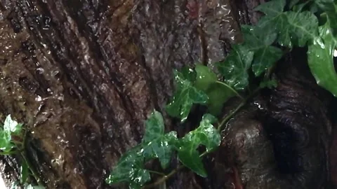 Small Stream Flowing Peacefully in Nature Video stock 307896902