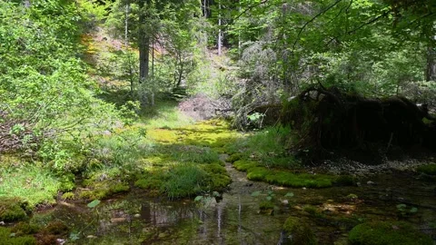 Small stream flowing in pristine nature Stock Footage 163375577