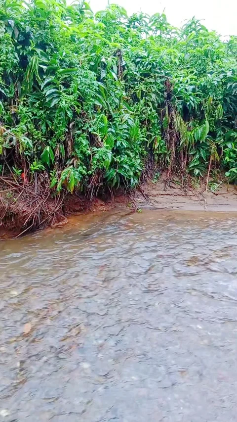Small stream flowing into a river through lush green nature Stock Footage 346745990