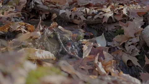 Small Stream Flowing in Slow Motion Vídeo Stock 235220568