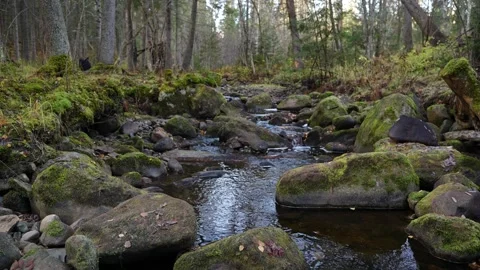 A small stream flowing through an autumn forest 库存影片 323746901