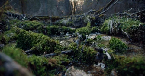 A small stream flowing through branches covered in moss in a national nature res Stock Footage 129396457