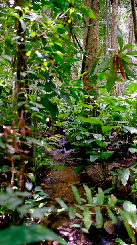 Small stream flowing through dense tropical forest with lush green vegetation Stock-Footage 342277876