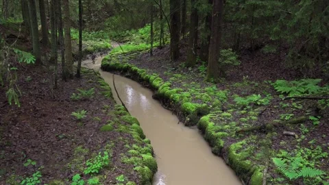 Small stream flowing through Finnish forest in summer Stock Footage 341032850