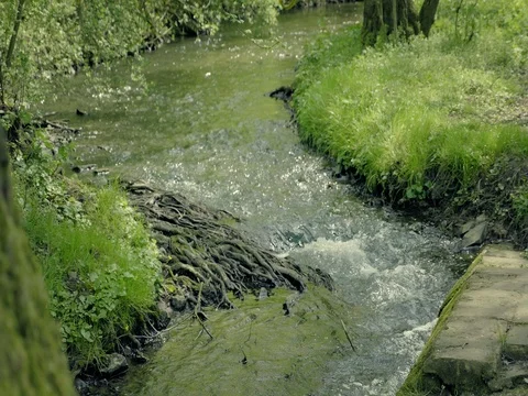 Small stream flowing through forest valley. Wreath of dandelions, swirly roots. Stock Footage 75934166