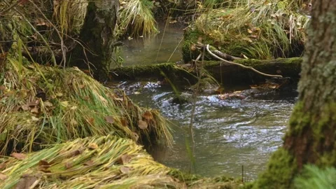 Small Stream Flowing Through Forest in Southern Urals, Russia Stock Footage 325449688