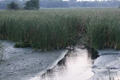 Small stream flowing through a grassy marshland with muddy banks and tall g.. Stock Photos