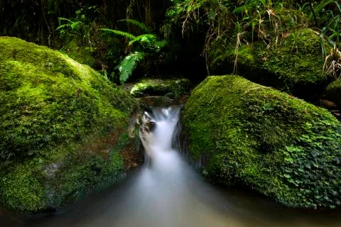 Small stream flowing through green moss covered rocks. New Zealand Stock Photos