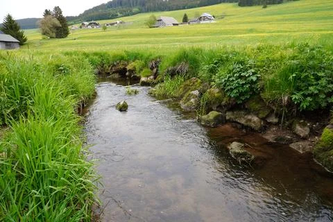 Small Stream Flowing Through Green Meadow in Spring Landscape Foto stock