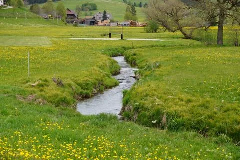 Small Stream Flowing Through Green Meadow in Spring Landscape Stockfoto's