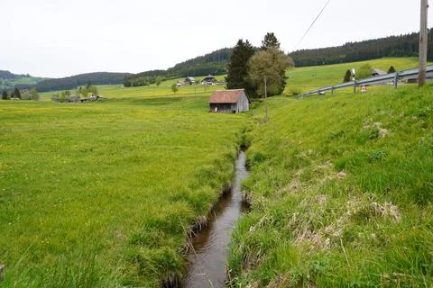 Small Stream Flowing Through Green Meadow in Spring Landscape 库存照片