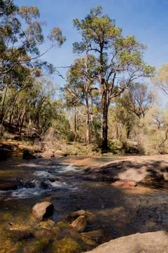 A small stream flowing through John Forrest National park Stock Photos