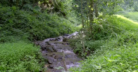 A small stream flowing through lush greenery on a summer day Stock Footage 280375619