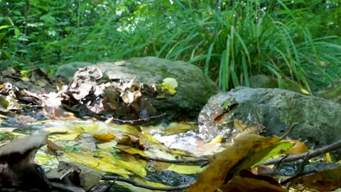 Small stream flowing through a lush green forest Stock Footage 320813026