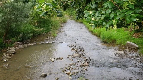 Small Stream Flowing Through Lush Greenery and Trees - Countryside Brook Stock Footage 340051401