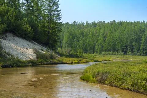 Small stream flowing through a lush green forest Stock Photos
