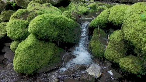 Small Stream Flowing Through Moss-Covered Rocks in Forest Stock Footage 340332181