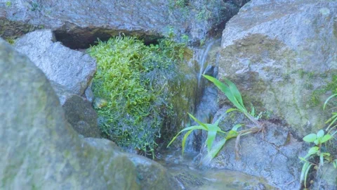 Small Stream Flowing Through Mossy Rocks Stock Footage 283705285