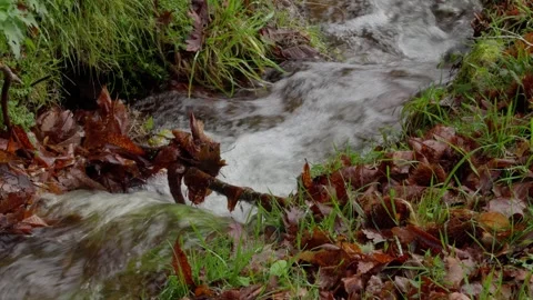 Small Stream Flowing Through A Natural Path Surrounded By Grass And Leaves Stock Footage 300500490