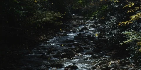 Small stream flowing through rocks in forest Stock Footage 103772871