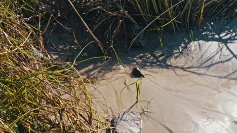 Small Stream Flowing Through Sandy Beach with Green Grass Stock Footage 341363365