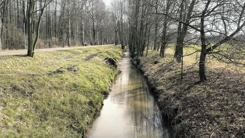 Small stream flowing through tree colonnade. Brook in natural parkland alley Vídeo Stock 90161074