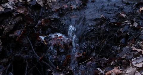 Small Stream Flowing Through Wkrzańska Forest in Early Spring Stockbeeldmateriaal 345286315