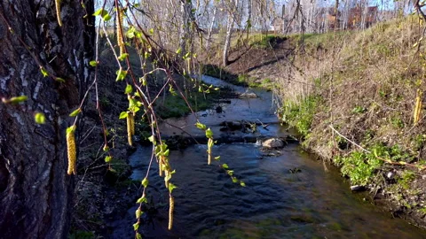 Small Stream Flowing Through Wooded Area Stock Footage 275549977