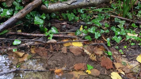 Small stream flowing under green ivy leaves after autumn rain Stock Footage 319060666