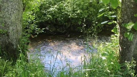 Small stream flowing under a wooden bridge in a lush green forest Stock Footage 336520992