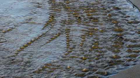 A small stream flows across a sandy beach, a study of motion and pattern. Video stock 170254219