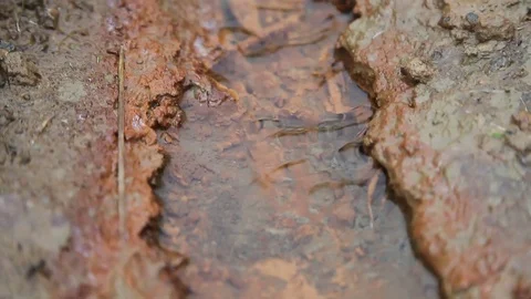 A small stream flows along the sandy bottom Stock Footage 115325127