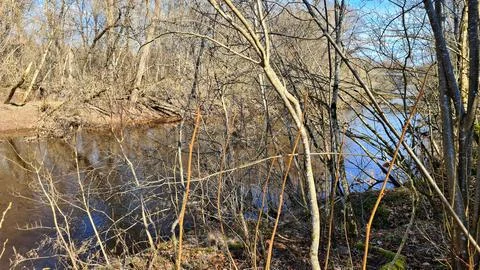 Small stream flows between the banks with heavily overgrown shrubs in early.. Stock-Fotos