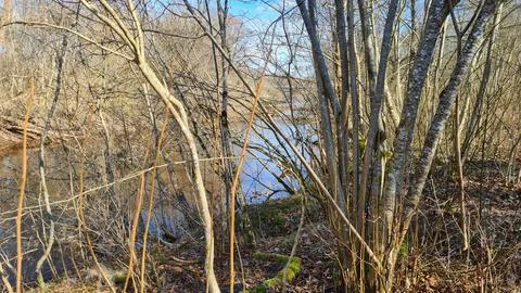 Small stream flows between the banks with heavily overgrown shrubs in early.. Stock Photos