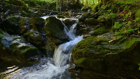 Small stream flows between rock in pristine forest Stock Footage 228880510