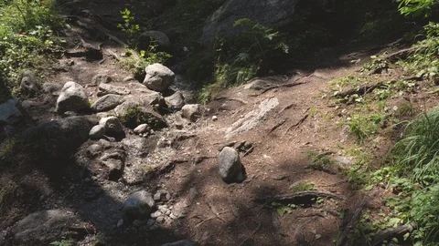 A small stream flows on the floor of a alpine forest. Stock Footage 94031537