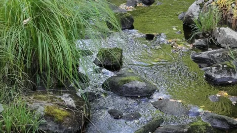 Small stream flows by Stock Footage 245359735