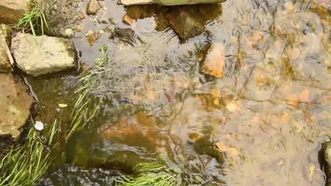 A small stream flows in the forest area in the summer. Stock Footage 154499103