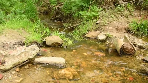 A small stream flows in the forest area in the summer. Stock Footage 154499109