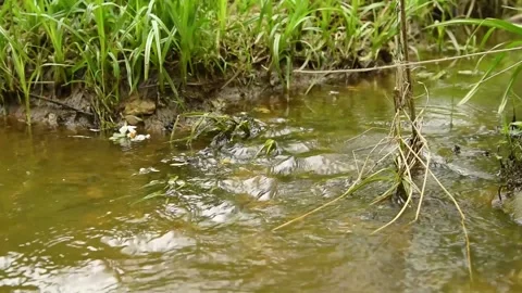 A small stream flows in the forest area in the summer. Stock Footage 154499112