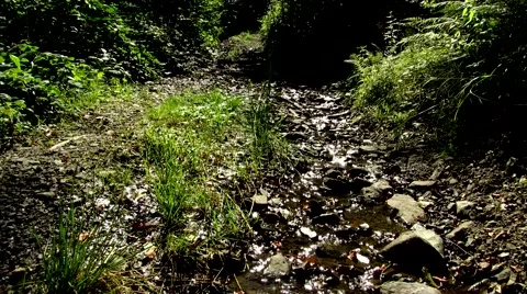 A small stream flows on forest road Stock Footage 69055762
