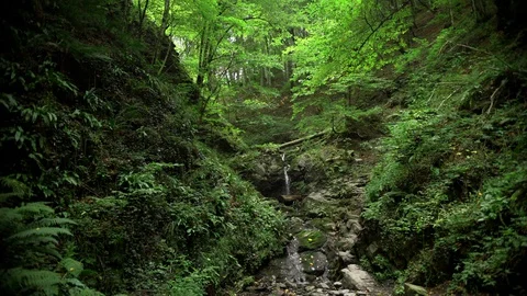 A small stream flows into a gorge in a wild deciduous forest. Eco-friendly place Stock Footage 127939352