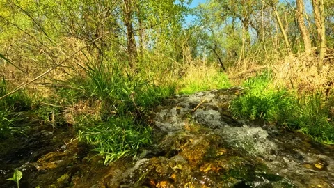 Small stream that flows in the middle of the woods Stock Footage 301867741