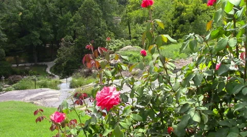 A Small Stream  Flows Next to a Rose Bush Video stock 57635688