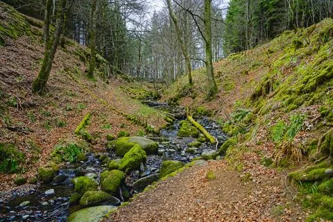 Small stream flows over fallen branches and large rocks.. Stock Photos