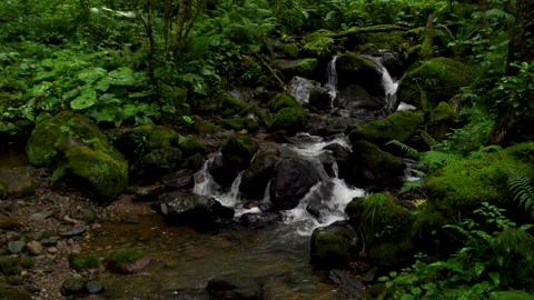 Small stream flows over rocks in a dense forest with green plants during daytime Stock Footage 331439685