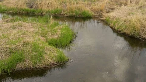A small stream flows slowly through a grassy shoreline with spring colors. Stock Footage 155169224